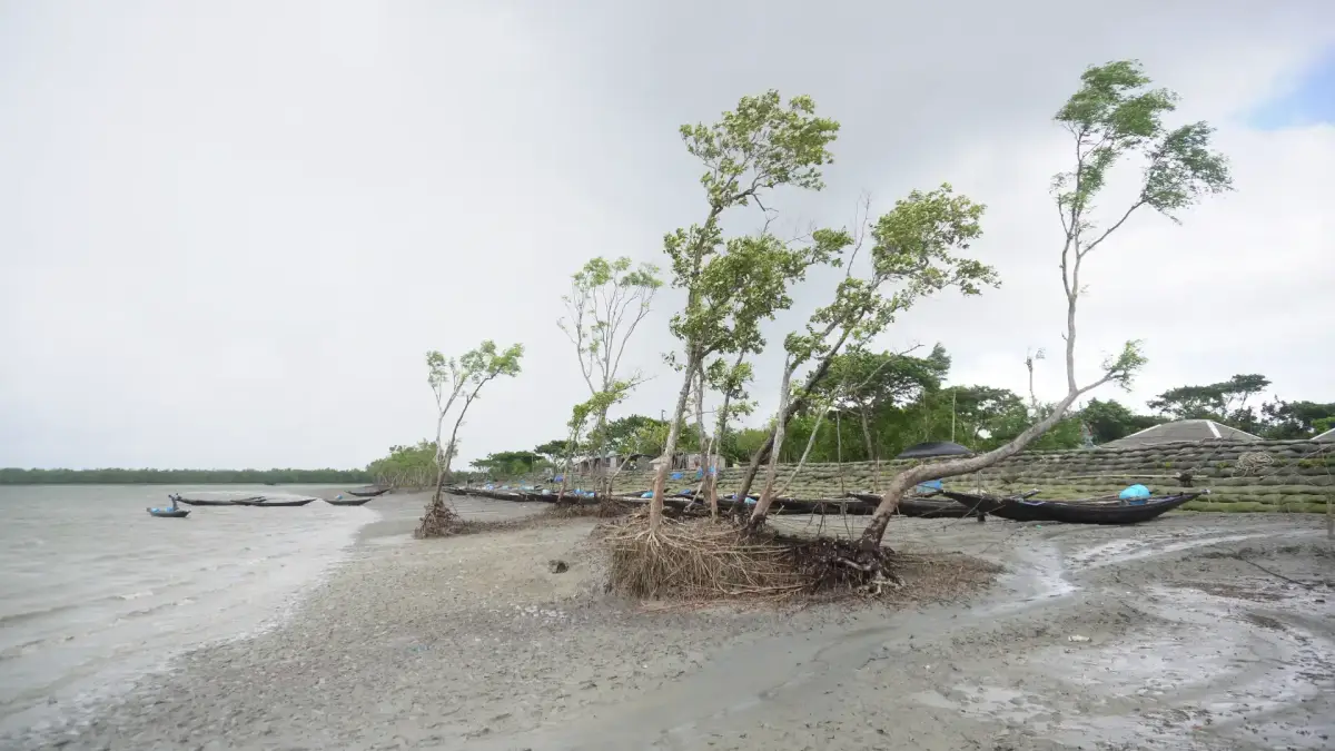 Uprooted mangrove trees on an eroding riverbank in coastal Bangladesh